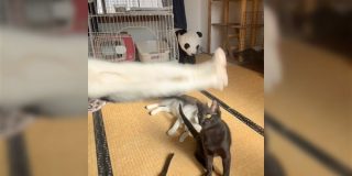 「猫の写真へたくそ選手権」に投稿された真横に飛ぶ猫に注目が集まる ありえない姿に「未確認飛行物体」「優勝やん」 - Togetter