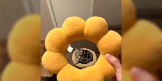 「人間がまた何かやってきた」ポン・デ・リングのクッションを装着前後で無反応すぎる猫→ポン・デ・ネコチャンたちが十猫十色 - Togetter