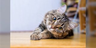 2026年のネコの経済効果「ネコノミクス」は約3兆円という試算結果→飼育頭数は減っているものの経済効果は増加しているらしい - Togetter